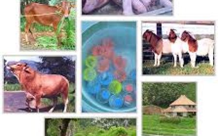 കന്നുകാലി വന്ധ്യതാ നിവാരണ മേഖലാ കേന്ദ്രം രണ്ടാം ഘട്ടം ഉദ്ഘാടനം ബുധനാഴ്ച