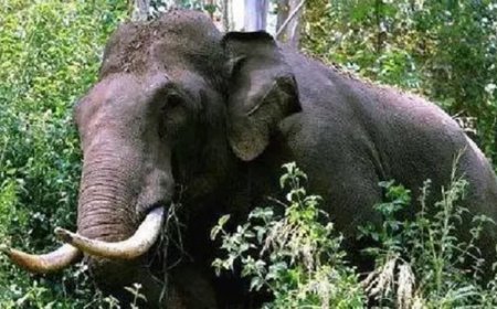 മലപ്പുറം ഓടക്കയത്ത് കാട്ടാനക്കൂട്ടം കൃഷിയിടങ്ങള് നശിപ്പിച്ചു