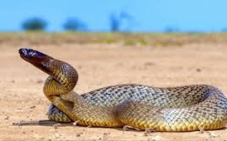 ആണ്‍പാമ്പുകള്‍ ഇറങ്ങും, ജാഗ്രതവേണ്ട സമയമെന്ന് വനം വകുപ്പ്