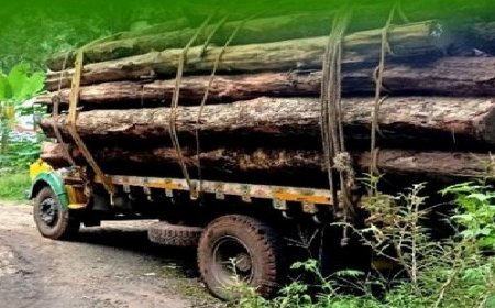 കരിമ്പിൻതോടിലെ 9500 തേക്ക് മരങ്ങൾ ഇനി പാറാമ്പുഴയിലെ ലേലഡിപ്പോയിൽ