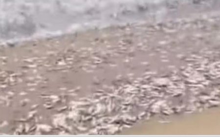 തൃ​ശൂ​ര്‍ അ​ക​ലാ​ട് ത്വാ​ഹാ പ​ള്ളി ബീ​ച്ചി​ല്‍ ചാ​ള​ച്ചാ​ക​ര