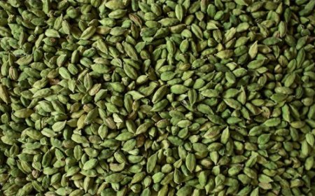 ഏലക്കാവില  2600 കടന്നു,  പച്ച ഏലക്കയ്ക്ക്  500 വരെ