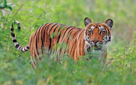 വയനാട് ജനവാസമേഖലയിൽ കടുവയിറങ്ങി