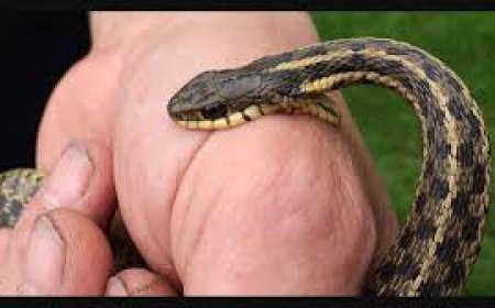 പാമ്പുകടിയേറ്റുള്ള മരണംകുറയ്ക്കാൻ സംസ്ഥാനത്തെ എല്ലാ കുടുംബാരോഗ്യകേന്ദ്രങ്ങളിലും പ്രതിവിഷം ലഭ്യമാക്കും