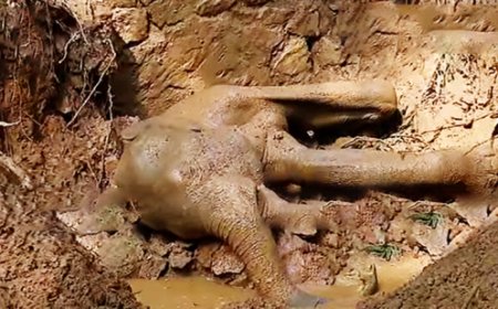 പാലപ്പിള്ളിയിൽ സെപ്ടിക് ടാങ്കിൽ വീണ കാട്ടാനക്കുട്ടി ചരിഞ്ഞു