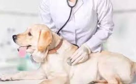 കട്ടപ്പന ബ്ലോക്കിലെ മൊബൈല് വെറ്ററിനറി യൂണിറ്റിലെ വെറ്ററിനറി സർജൻ തസ്തികയിൽ ദിവസ വേതന അടിസ്ഥാനത്തില് വെറ്ററിനറി സർജന്മാരെ ആവശ്യമുണ്ട്