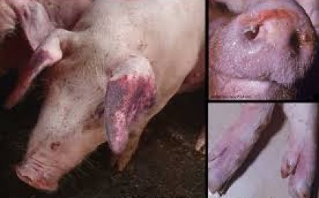 കൂട്ടിക്കൽ, വാഴൂർ പഞ്ചായത്തിലെ പന്നിഫാമിൽ  ആഫ്രിക്കൻ പന്നിപ്പനി സ്ഥിരീകരിച്ചു