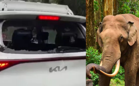 മൂന്നാറിൽ സീരിയൽ ഷൂട്ടിംഗ് സംഘത്തിന്റെ വാഹനം ത‌കർത്ത് പടയപ്പ