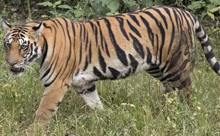 വയനാട്ടിൽ കടുവയുടെ ആക്രമണത്തിൽ സ്ത്രീക്ക് ദാരുണാന്ത്യം