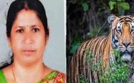 ന​ര​ഭോ​ജി ക​ടു​വ കാ​ണാ​മ​റ​യ​ത്ത്; മാ​ന​ന്ത​വാ​ടി​യി​ൽ ഹ​ർ​ത്താ​ൽ തു​ട​ങ്ങി