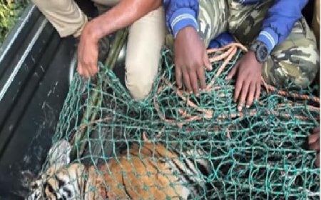 പ​ഞ്ചാ​ര​ക്കൊ​ല്ലി​യി​ലെ ന​ര​ഭോ​ജി ക​ടു​വ ച​ത്തു