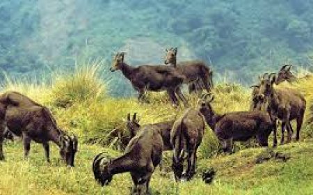 വരയാടുകൾക്ക് പ്രജനനകാലം;ഇരവികുളം 2 മാസത്തേക്ക് അടച്ചിടും