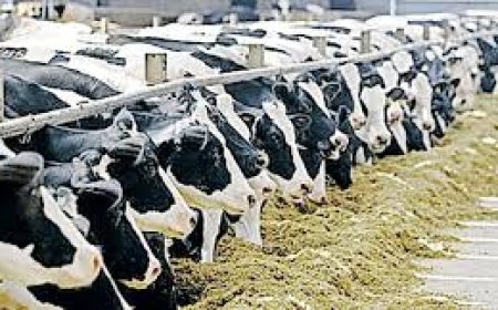 കന്നുകാലി ഇൻഷുറൻസിന് ധനസഹായം