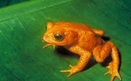 വംശനാശഭീഷണി നേരിടുന്ന നാടൻ മത്സ്യങ്ങളുടെ സംരക്ഷണത്തിന് നൂതന പദ്ധതിയുമായി സംസ്ഥാന ജൈവവൈവിധ്യ ബോർഡ്