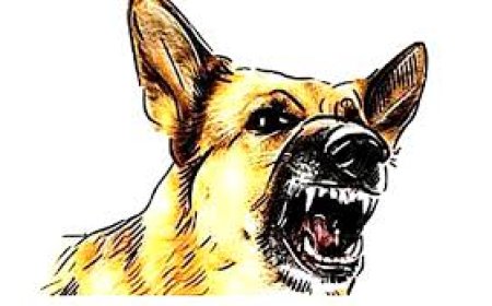 മ​ല​പ്പു​റ​ത്ത് തെ​രു​വു​നാ​യ​യു​ടെ ആ​ക്ര​മ​ണ​ത്തി​ല്‍ എ​ട്ടു​പേ​ര്‍​ക്ക് പ​രി​ക്ക്