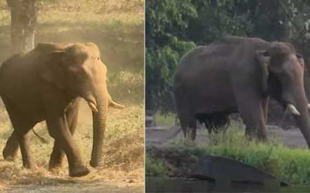 അ​തി​ര​പ്പി​ള്ളി​യി​ല്‍ മ​സ്ത​ക​ത്തി​ൽ പ​രി​ക്കേ​റ്റ ആ​ന അ​വ​ശ​നി​ല​യി​ൽ; അ​രു​ൺ സ​ക്ക​റി​യ​യും സം​ഘ​വും ഇ​ന്ന് എ​ത്തും