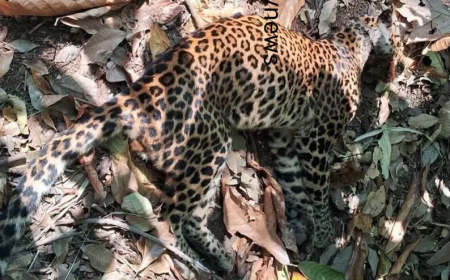 കൂട്ടിക്കലിൽ പുരയിടത്തിൽ പുലിയെ ചത്ത നിലയിൽ കണ്ടെത്തി