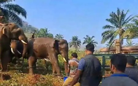 അതിരപ്പള്ളിയിൽ മസ്തകത്തിൽ മുറിവേറ്റ ആനയെ കോടനാട്ടെത്തിച്ച് വിദഗ്ധ ചികിത്സ