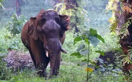 അ​തി​ര​പ്പിള്ളി​യി​ലെ മ​സ്ത​ക​ത്തി​ന് പ​രി​ക്കേ​റ്റ കൊ​മ്പ​ന്‍ ച​രി​ഞ്ഞു