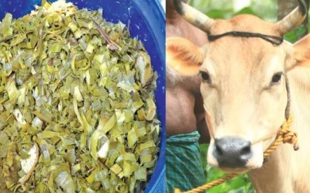 പൈനാപ്പിള് ഇല കൊണ്ട് കന്നുകാലികള്ക്ക് പോഷകസമൃദ്ധമായ പാരമ്പര്യേതര തീറ്റയൊരുക്കി എറണാകുളം കൃഷിവിജ്ഞാന കേന്ദ്രം,പോഷകസമൃദ്ധം, പാലുത്പാദനം ഒന്നരലിറ്റർവരെ കൂടും, പാൽക്കൊഴുപ്പും