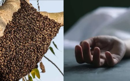 പത്തനംതിട്ടയിൽ കടന്നൽ കുത്തേറ്റ് ഒരാൾ മരിച്ചു