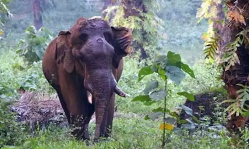 അ​തി​ര​പ്പിള്ളി​യി​ലെ മ​സ്ത​ക​ത്തി​ന് പ​രി​ക്കേ​റ്റ കൊ​മ്പ​ന്‍ ച​രി​ഞ്ഞു