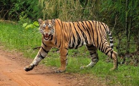 വണ്ടിപ്പെരിയാറിൽ ജനവാസ മേഖലയിൽ കടുവ