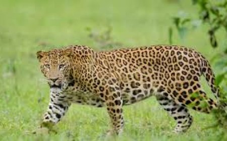 മേ​പ്പാ​ടി​യി​ല്‍ തേ​യി​ല​ത്തോ​ട്ട​ത്തി​ല്‍ പു​ലി​യി​റ​ങ്ങി