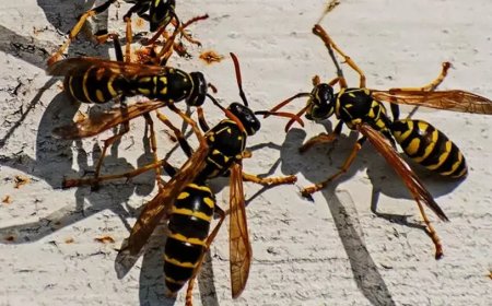 കാസർകോട് കടന്നൽ കുത്തേറ്റ് തൊഴിലാളികൾക്ക് പരിക്ക്