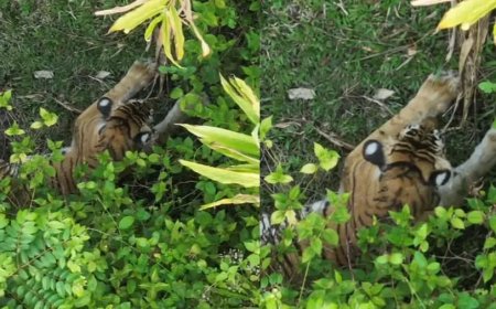 ഗ്രാമ്പിയി​ൽ​നി​ന്നു പി​ടി​കൂ​ടി​യ ക​ടു​വ ച​ത്തു