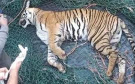 ഇടുക്കിയിലെ ​ഗ്രാമ്പിയിൽ നിന്നും പിടികൂടിയ കടുവ ചത്തു