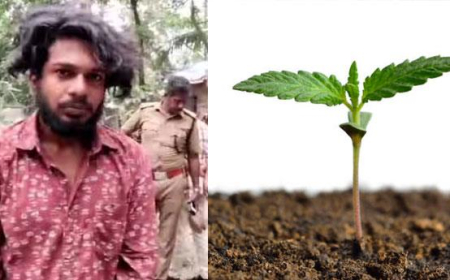 കൊ​ല്ല​ത്ത് വീ​ട്ടു​വ​ള​പ്പി​ൽ  ക​ഞ്ചാ​വ് കൃ​ഷി ന​ട​ത്തി​യ യു​വാ​ക്ക​ൾ പി​ടി​യി​ൽ