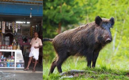 അ​ട്ട​പ്പാ​ടി​യി​ൽ ബേ​ക്ക​റി​യി​ൽ കാ​ട്ടു​പ​ന്നി ആ​ക്ര​മണത്തിൽ ര​ണ്ട് പേ​ർ​ക്ക് പ​രി​ക്ക്