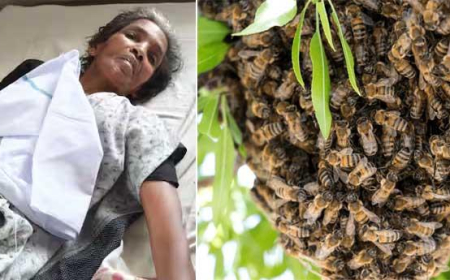 കൂ​ത്തു​പ​റ​മ്പി​ൽ അ​ങ്ക​ണ​വാ​ടി വ​ർ​ക്ക​ർ​ക്ക് തേ​നീ​ച്ച ആ​ക്ര​മ​ണ​ത്തി​ൽ പ​രി​ക്ക്