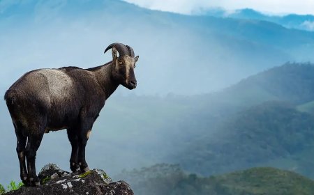 ഇരവികുളം ദേശീയോദ്യാനത്തിൽ വരയാടുകളുടെ കണക്കെടുക്കാൻ വനംവകുപ്പ്‌