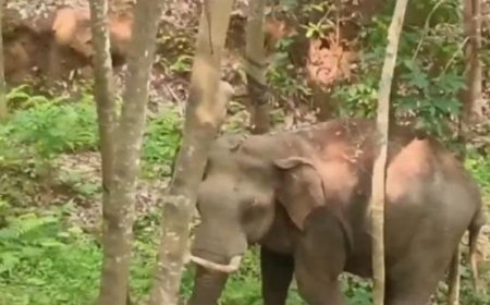 നി​ല​മ്പൂ​രി​ല്‍ വ​ന​പാ​ല​ക​ര്‍​ക്ക് നേ​രെ പാ​ഞ്ഞ​ടു​ത്ത് കാ​ട്ടാ​ന; ഒ​രാ​ള്‍​ക്ക്  പ​രി​ക്ക്