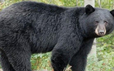 വ​യ​നാ​ട്ടി​ൽ ക​ര​ടി​യു​ടെ ആ​ക്ര​മ​ണ​ത്തി​ൽ യു​വാ​വി​ന് പ​രി​ക്ക്