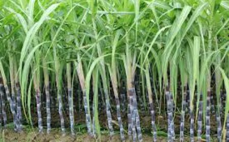 കരിമ്പ് കർഷകർക്ക് പഞ്ചസാര മില്ലുകൾ നൽകേണ്ട കരിമ്പിന്റെ ന്യായവും ആദായകരവുമായ വിലയ്ക്ക് കേന്ദ്രമന്ത്രിസഭ അംഗീകാരം നൽകി