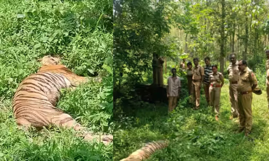 കോന്നിയിൽ കടുവയെ ചത്തനിലയിൽ കണ്ടെത്തി