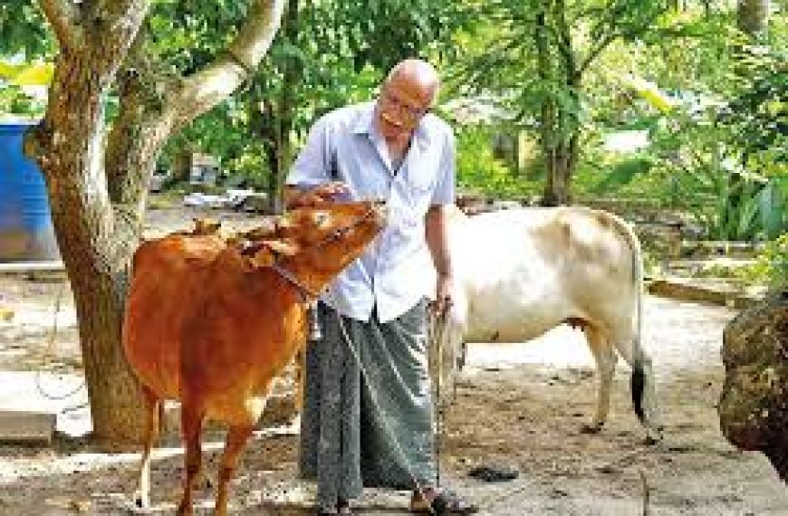 കറവപ്പശുക്കൾക്ക് ഗോസമൃദ്ധി ഇൻഷുറൻസ്