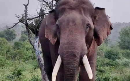 വ​യ​നാ​ട്ടി​ല്‍ കാ​ട്ടാ​ന ആ​ക്ര​മ​ണ​ത്തി​ല്‍വ​യോ​ധി​ക​ന് ഗു​രു​ത​ര പ​രി​ക്ക്