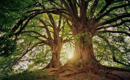 ട്രീ ബാങ്കിംഗ് പദ്ധതി : ധനസഹായത്തിന് അപേക്ഷിക്കാം