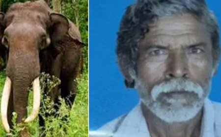 പാ​ല​ക്കാ​ട് കാ​ട്ടാ​ന ആ​ക്ര​മ​ണ​ത്തി​ൽ വ​യോ​ധി​ക​ന് ദാ​രു​ണാ​ന്ത്യം