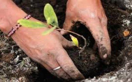 വനമഹോത്സവം സംസ്ഥാനതല ഉദ്ഘാടനം ജൂലൈ മൂന്നിന്