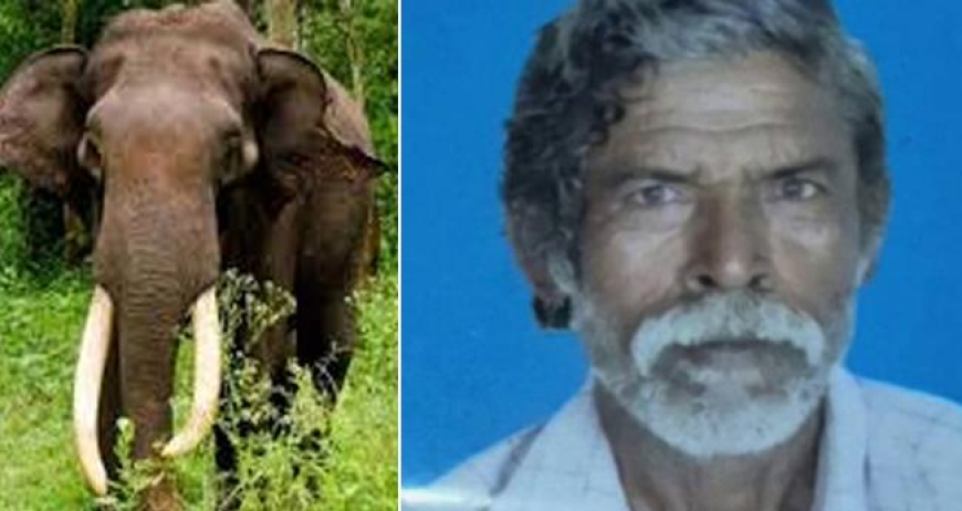 പാലക്കാട് കാട്ടാന ആക്രമണത്തിൽ വയോധികന് ദാരുണാന്ത്യം