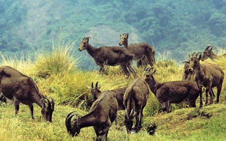 വന്യജീവി വാരാഘോഷത്തിന്റെ ഭാഗമായി ദേശീയോദ്യാനങ്ങളിലും വന്യജീവി സങ്കേതങ്ങളിലും സൗജന്യ പ്രവേശനം