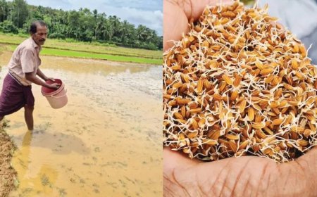 പേറ്റന്റ് ലഭിച്ച 'ഗോപിക'നെൽവിത്ത് വിളയൂരിൽ വിളയും;ഒരു കതിരിൽ 210നെന്മണികൾ