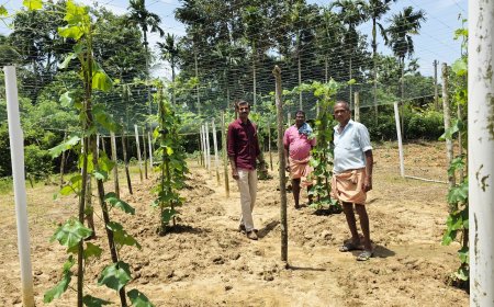 സമഗ്ര പച്ചക്കറി ഉത്പാദന യജ്ഞം
