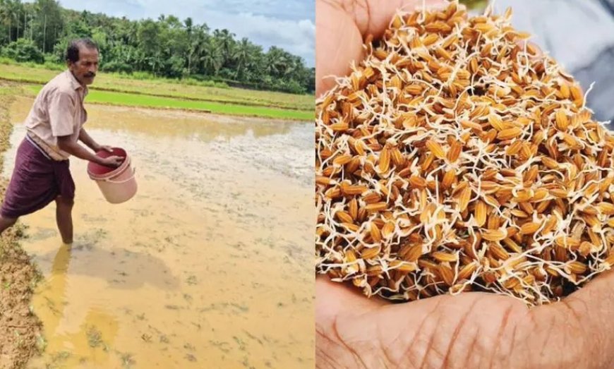 പേറ്റന്റ് ലഭിച്ച 'ഗോപിക'നെൽവിത്ത് വിളയൂരിൽ വിളയും;ഒരു കതിരിൽ 210നെന്മണികൾ