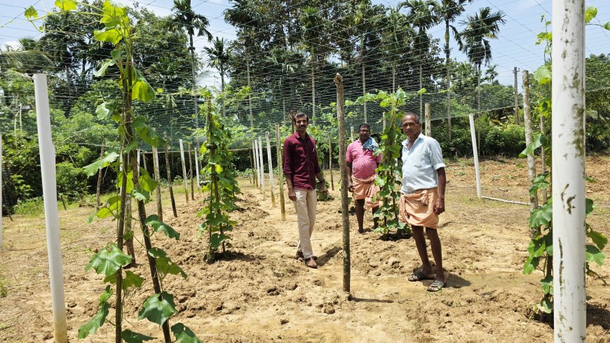 സമഗ്ര പച്ചക്കറി ഉത്പാദന യജ്ഞം